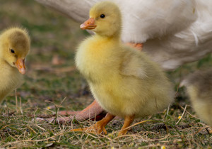 Meet Gansbaai’s First Family: The Strand Street Geese!