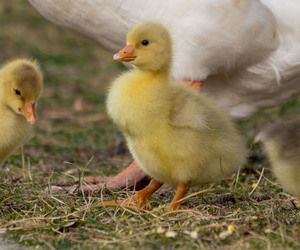 Meet Gansbaai’s First Family: The Strand Street Geese!