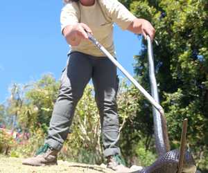 Mole Snake Encounter at Grootbos Foundation