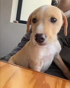 Meet Leo - Available for Adoption