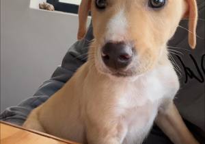 Meet Leo - Available for Adoption