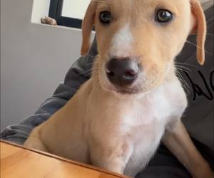 Meet Leo - Available for Adoption