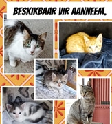 Adopt Beautiful Cats and Kittens Today