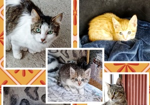 Adopt Beautiful Cats and Kittens Today