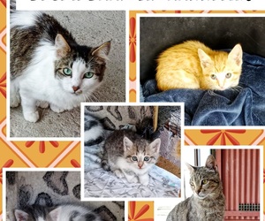 Adopt Beautiful Cats and Kittens Today