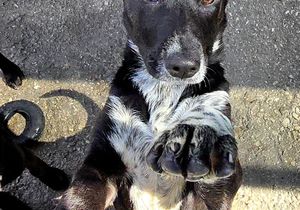 Consider This Before Getting a Dog