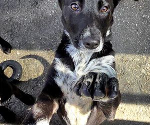 Consider This Before Getting a Dog