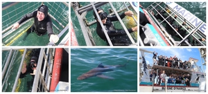 Daily Blog: 25 November 2024 | Shark Cage Diving in South Africa