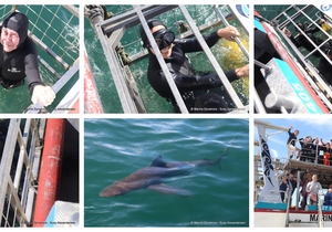 Daily Blog: 25 November 2024 | Shark Cage Diving in South Africa