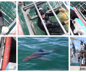 Daily Blog: 25 November 2024 | Shark Cage Diving in South Africa