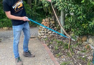 Meet Kurt: Our Herpetology Hero!