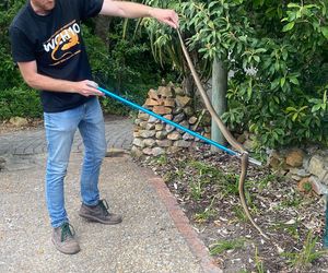 Meet Kurt: Our Herpetology Hero!