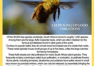 Under the Microscope: South Africa’s Native Pollinators 