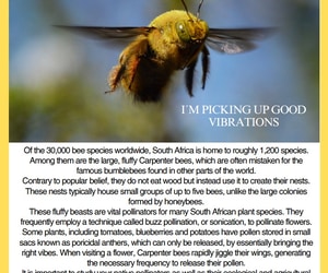 Under the Microscope: South Africa’s Native Pollinators 