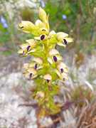 Discovering the Hidden Gems of Fynbos: The Rare Disa hallackii