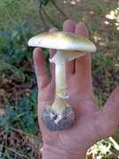 Death Cap Mushroom