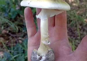 Death Cap Mushroom