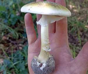 Death Cap Mushroom