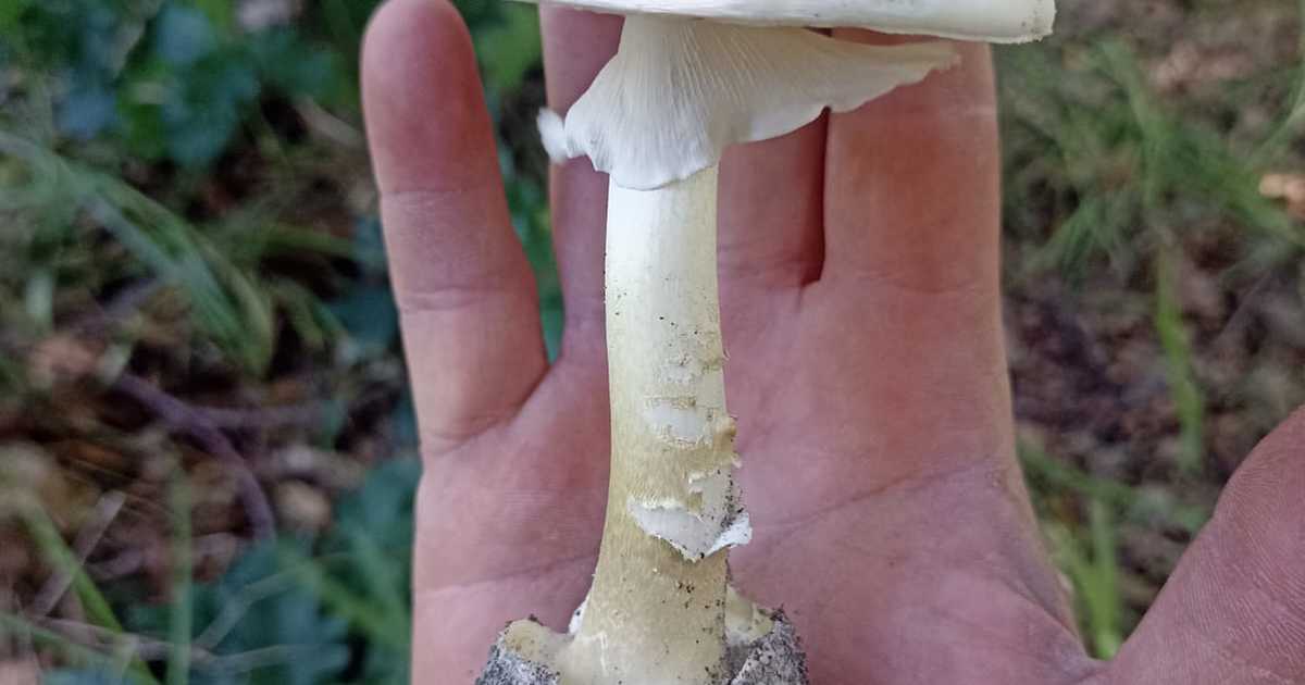 Death Cap Mushroom - Grootbos Foundation - Xplorio™ Gansbaai