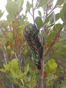 Meet the Pine Emperor Caterpillar!