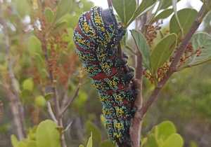 Meet the Pine Emperor Caterpillar!