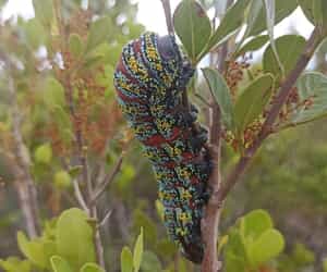 Meet the Pine Emperor Caterpillar!
