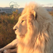 Exciting Sunset and Enrichment Visits