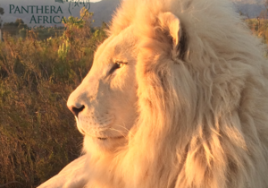 Exciting Sunset and Enrichment Visits