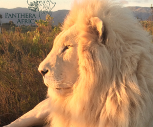 Exciting Sunset and Enrichment Visits