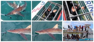Daily Blog: 03 December 2024 | Shark Cage Diving in South Africa