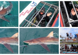 Daily Blog: 03 December 2024 | Shark Cage Diving in South Africa