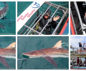 Daily Blog: 03 December 2024 | Shark Cage Diving in South Africa