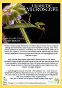 Under the Microscope: Praying Mantises