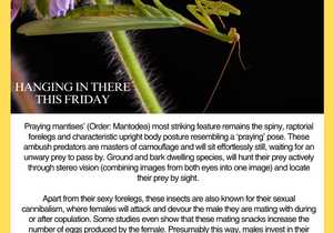 Under the Microscope: Praying Mantises