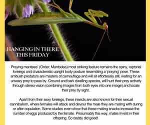 Under the Microscope: Praying Mantises
