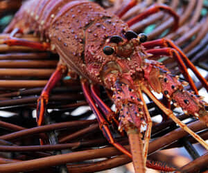 Crayfish Season: Opens 16 December 2024