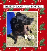 Meet Nero: Looking for a Loving Foster Home