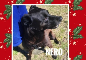 Meet Nero: Looking for a Loving Foster Home