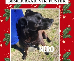 Meet Nero: Looking for a Loving Foster Home