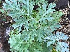 Benefits of Wormwood