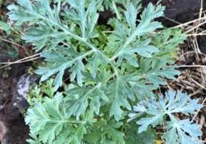 Benefits of Wormwood