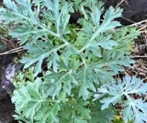Benefits of Wormwood
