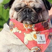 New Product Alert: Doggy Bandanas!