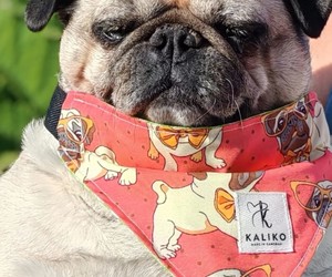 New Product Alert: Doggy Bandanas!