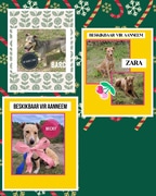 Find Your Furry Friend at BARC!