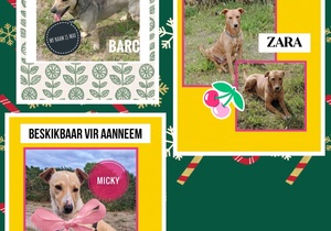 Find Your Furry Friend at BARC!