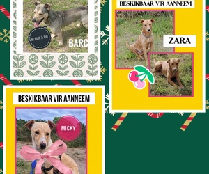 Find Your Furry Friend at BARC!