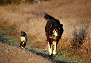 Dog Survey: Have Your Say on Off-Leash Areas