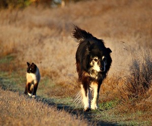 Dog Survey: Have Your Say on Off-Leash Areas
