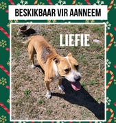 Meet Liefie: A Survivor with So Much Love to Give